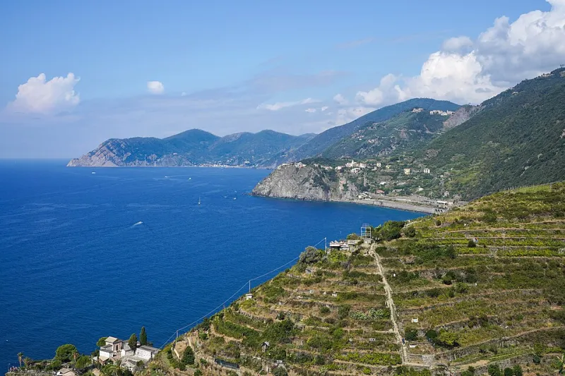 Leggere l'Uva: I Segnali che Solo un Vigneto Vissuto Sa Darti
