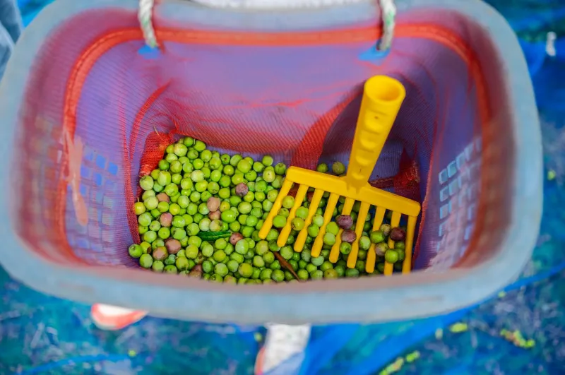 Olive, Mani e Pazienza: Il Lungo Viaggio di una Goccia d'Olio Extravergine Artigianale