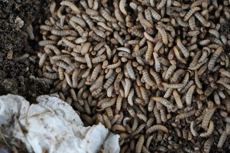 Piume, Lettiera e Vita: Come la Fattoria si Rigenera da Sé