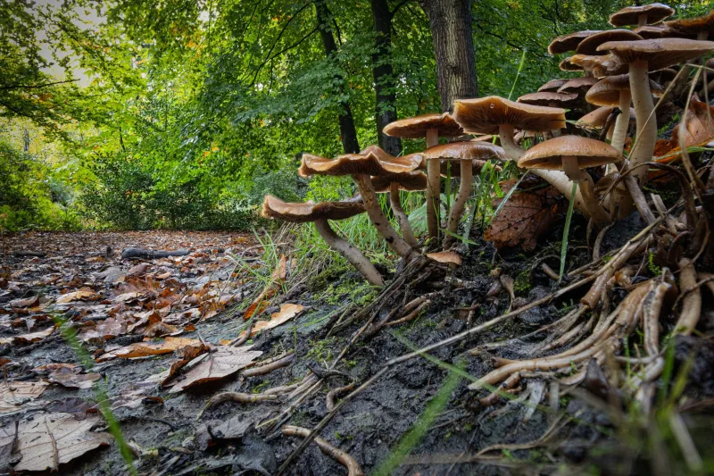 Sotto i Nostri Piedi: La Rete Segreta che Tiene in Vita il Campo